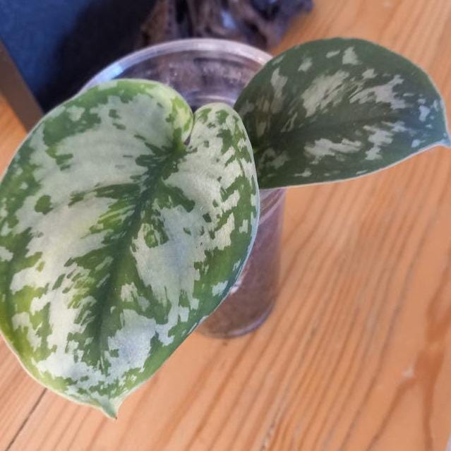Scindapsus Exotica cutting