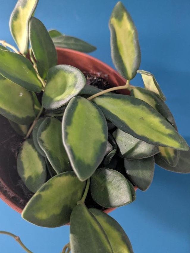 Hoya DS70 cutting