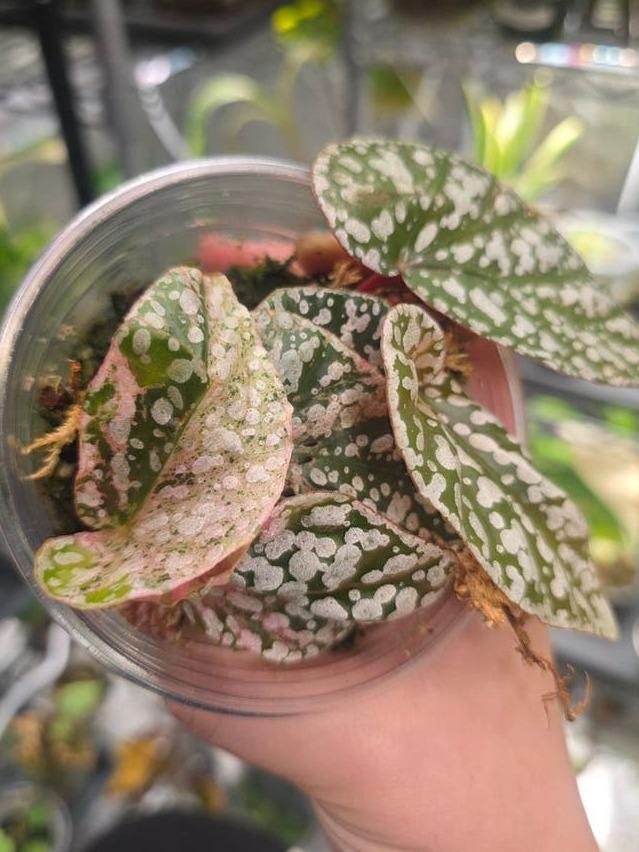 Begonia Snow Capped cutting