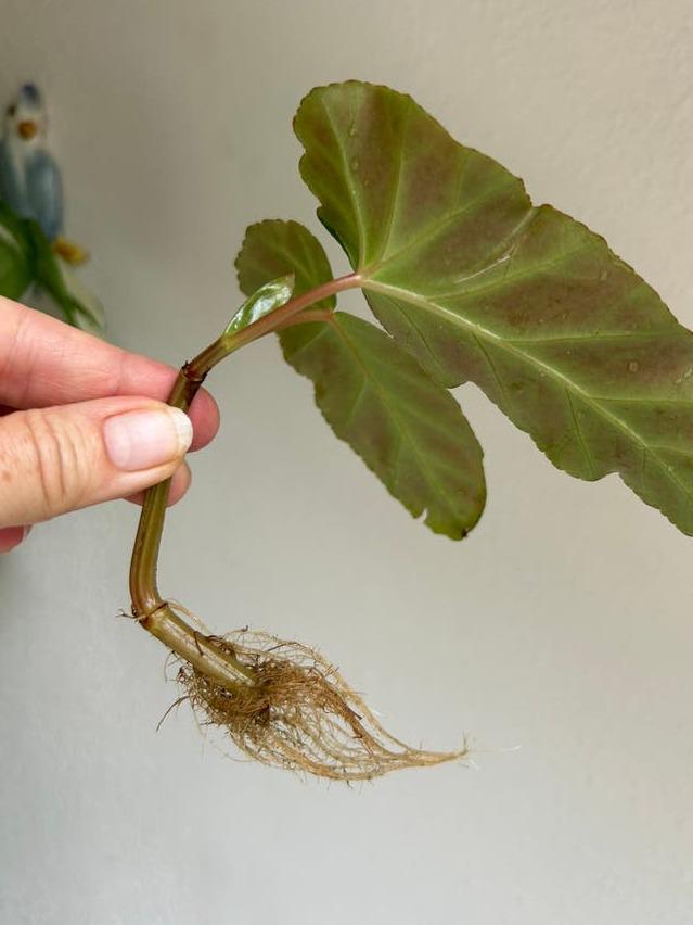 Begonia Grey Feather cutting