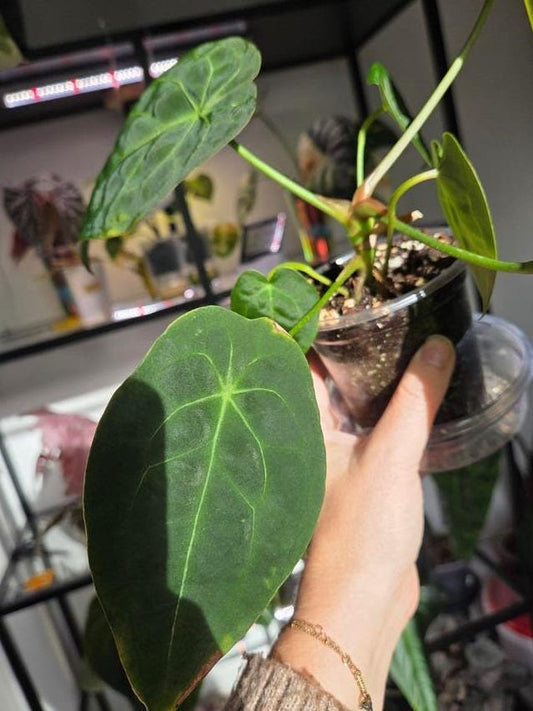 Anthurium Red Spider x Dark Forgetti cutting