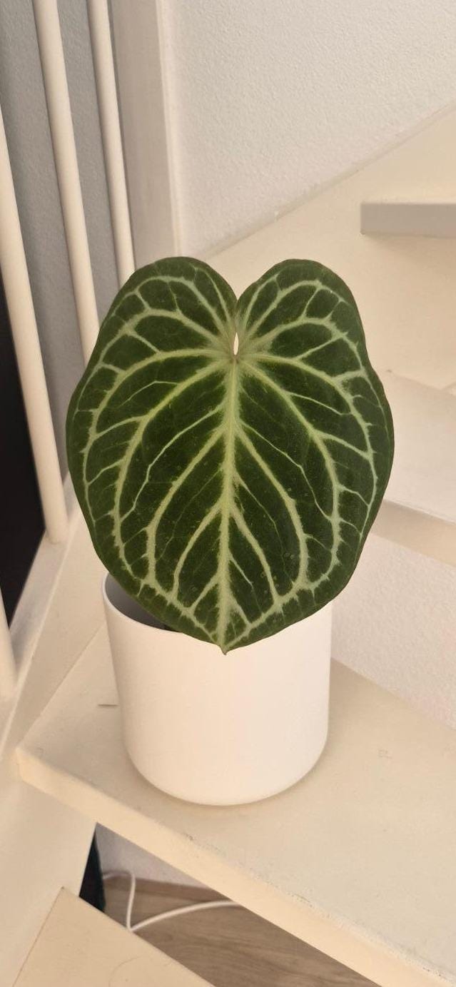 Anthurium Crystall Blush x Doc Block F2 cutting