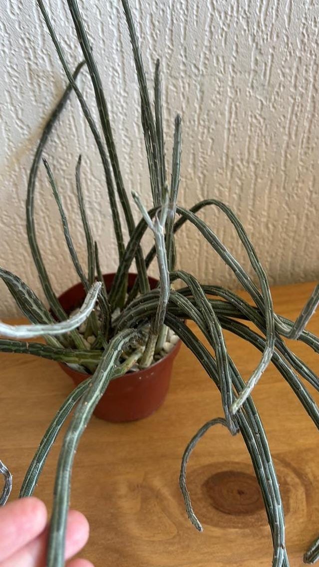 Senecio Stapeliiformis cutting