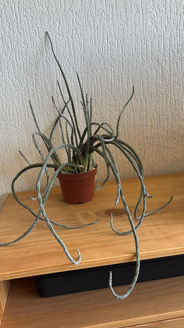 Senecio Stapeliiformis cutting
