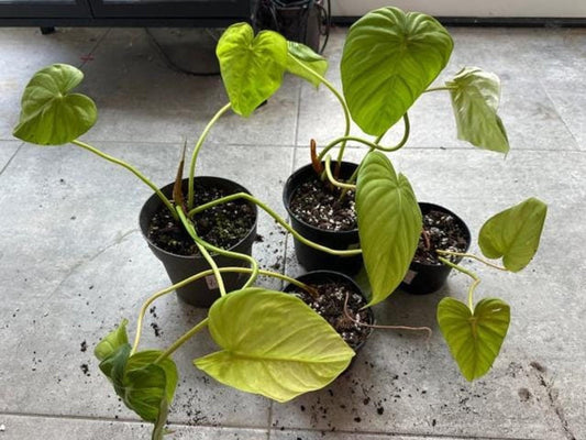 Philodendron McDowell Cutting – Rare Collector Philodendron