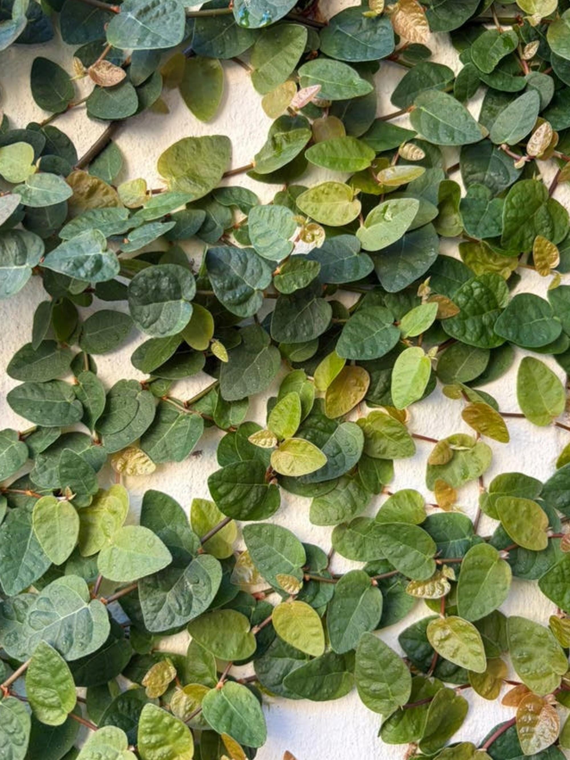 Ficus Pumila cutting