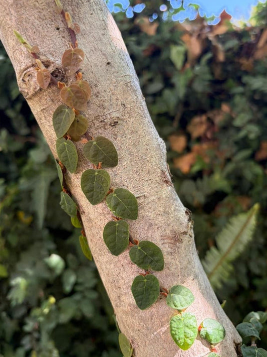 Ficus Pumila cutting