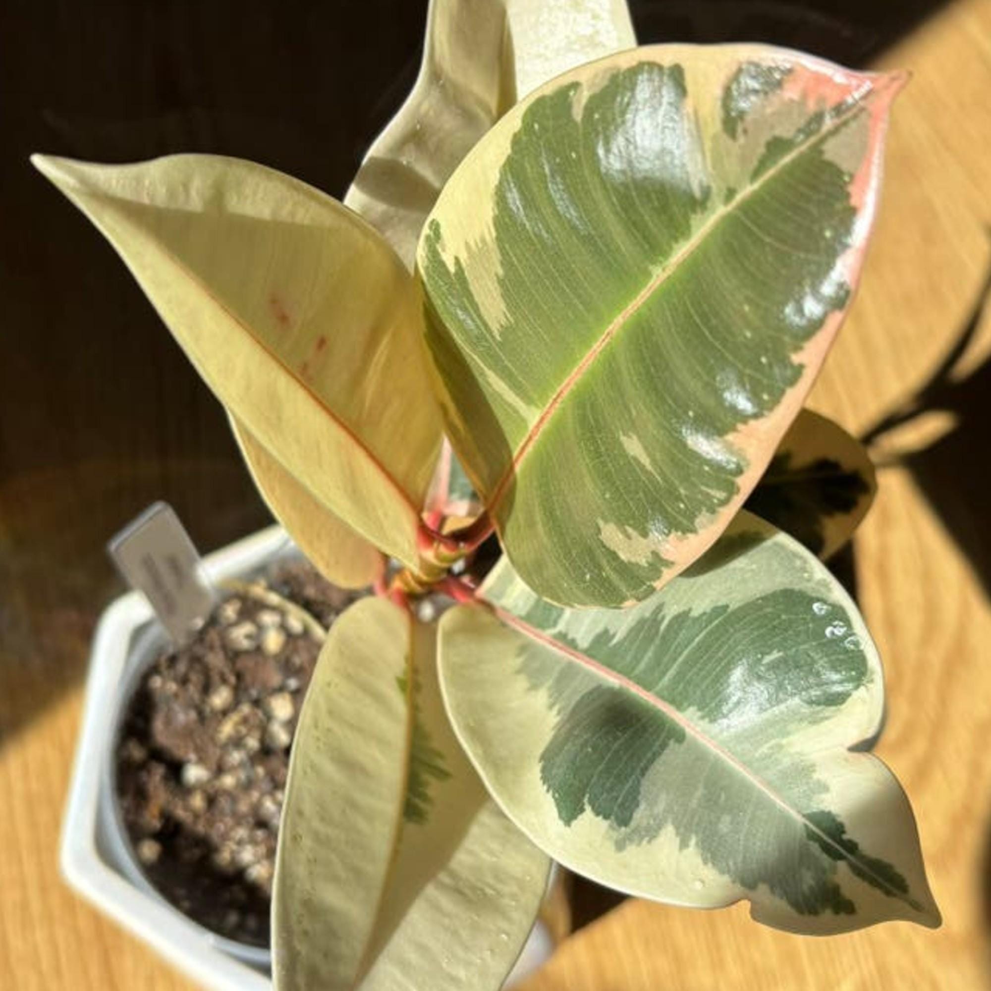 Ficus Elastica Tineke cutting