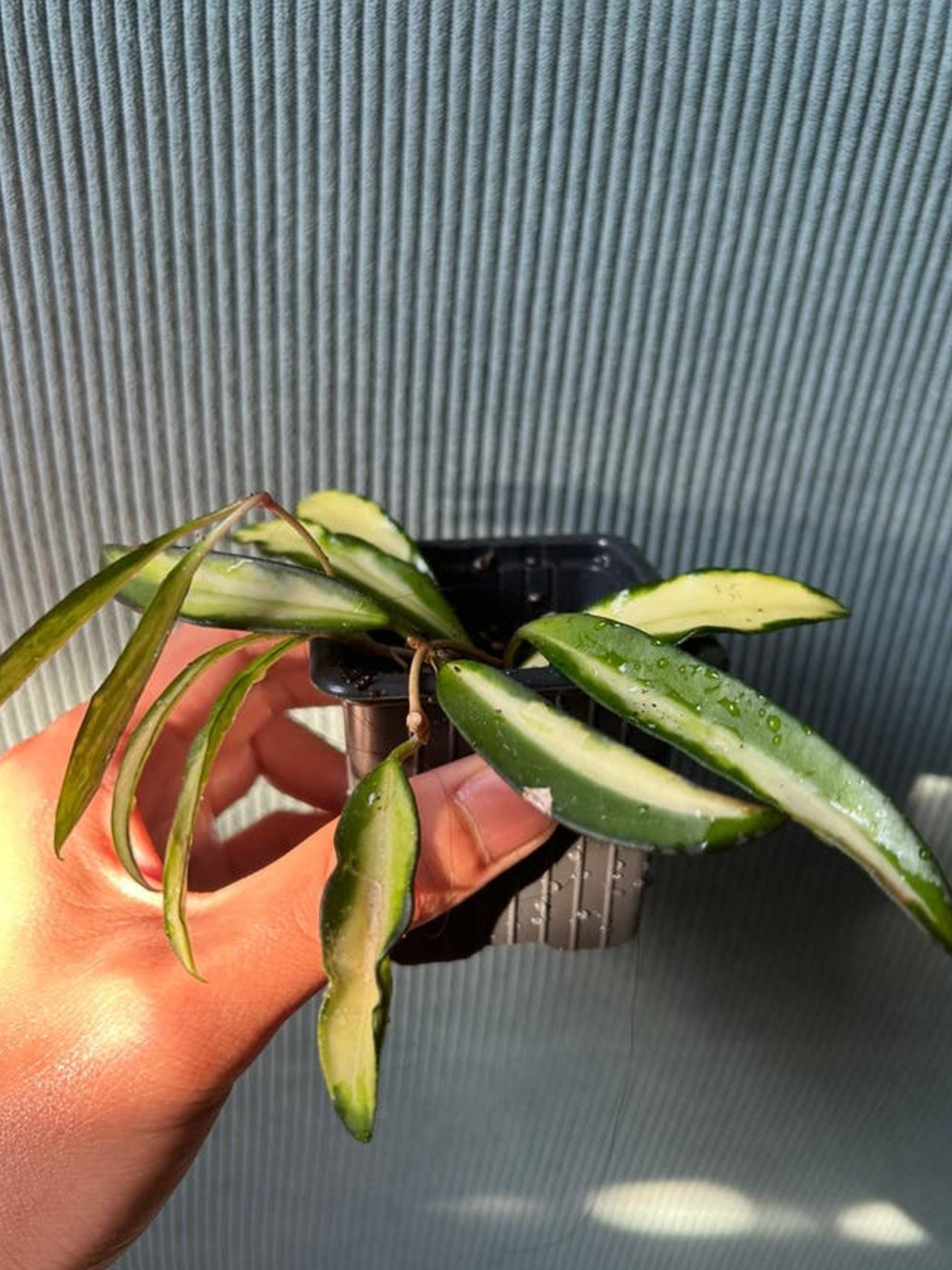 Hoya Wayetii Tricolor cutting
