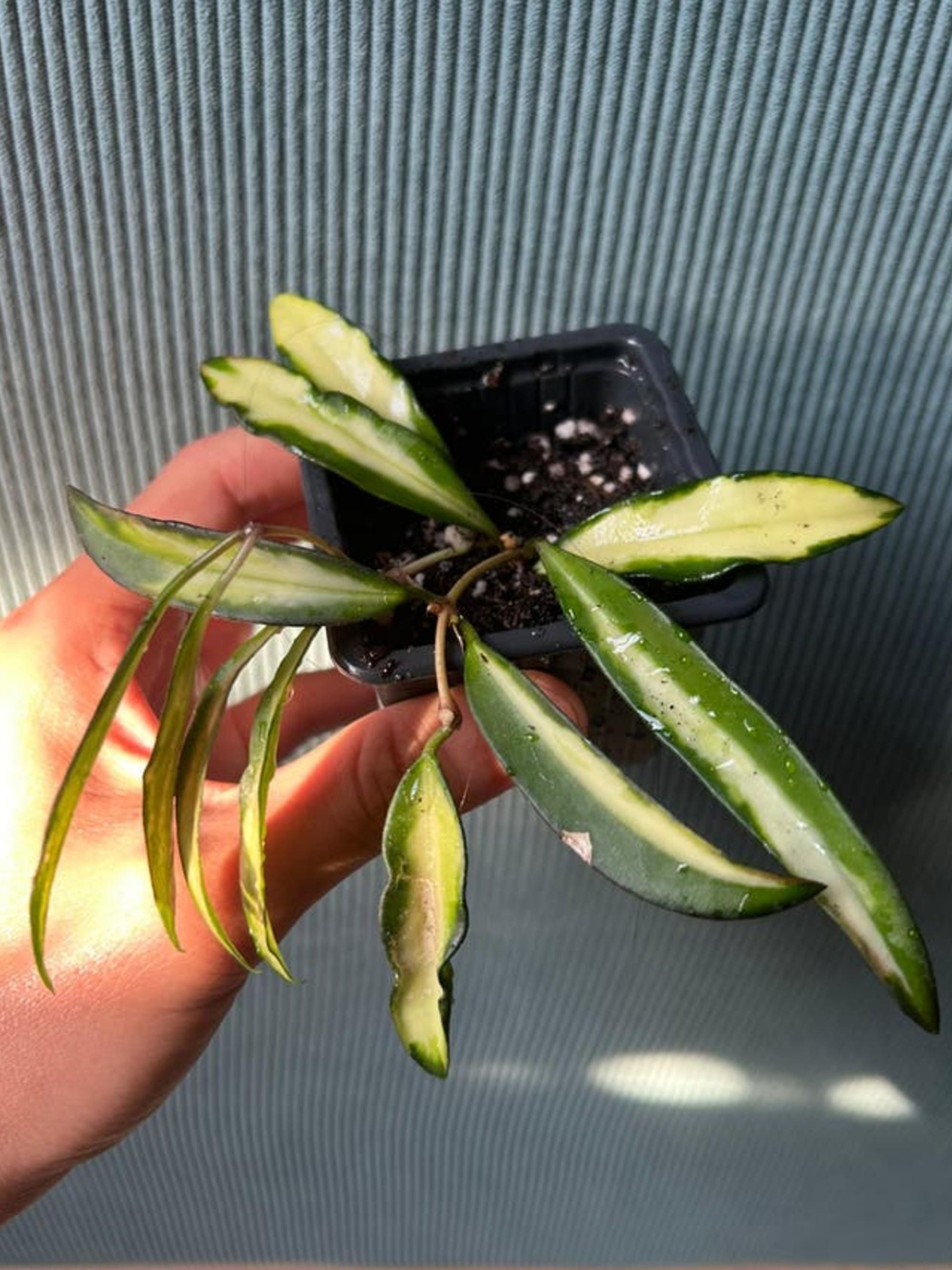Hoya Wayetii Tricolor cutting