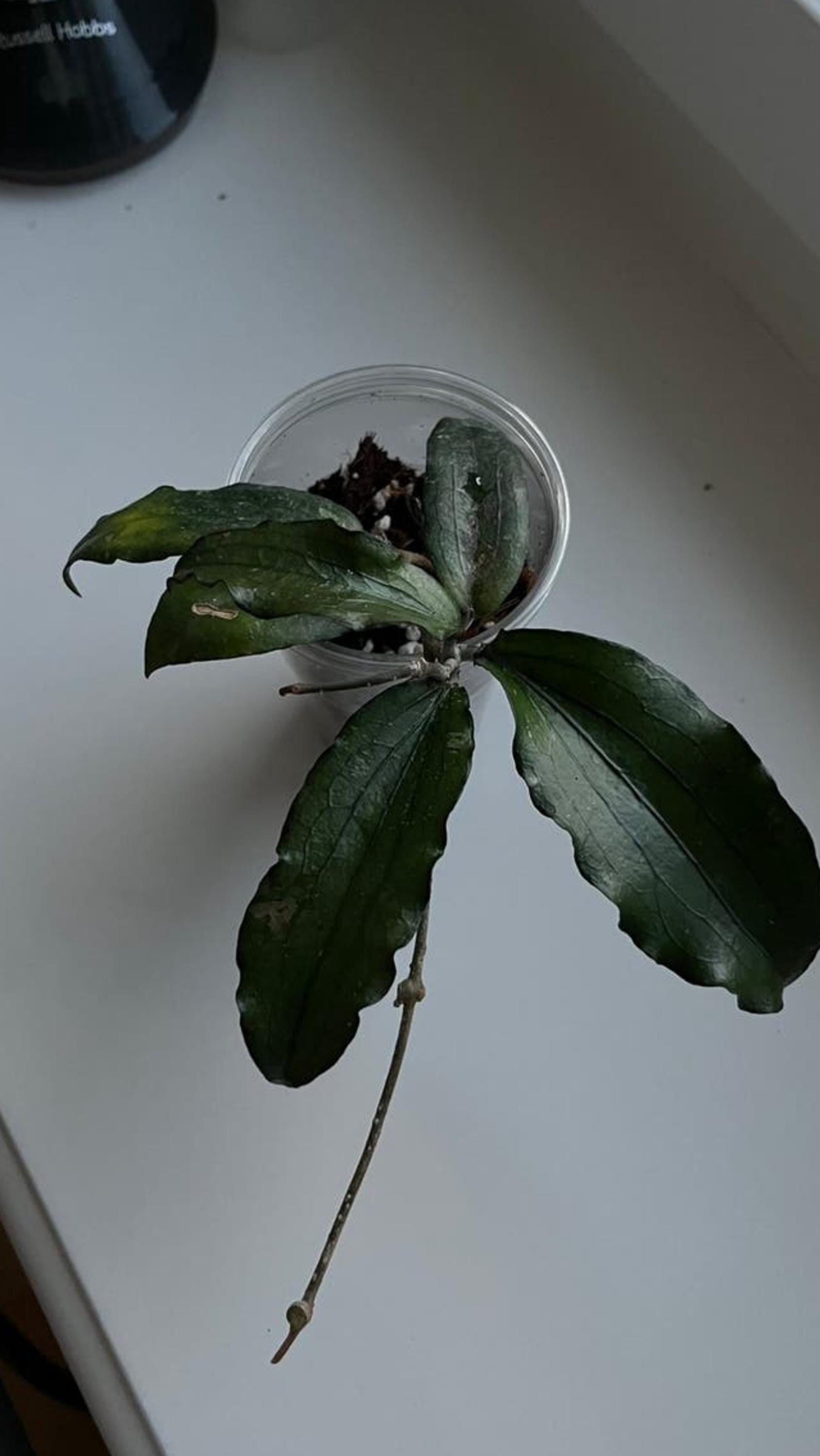 Hoya Erythrina cutting