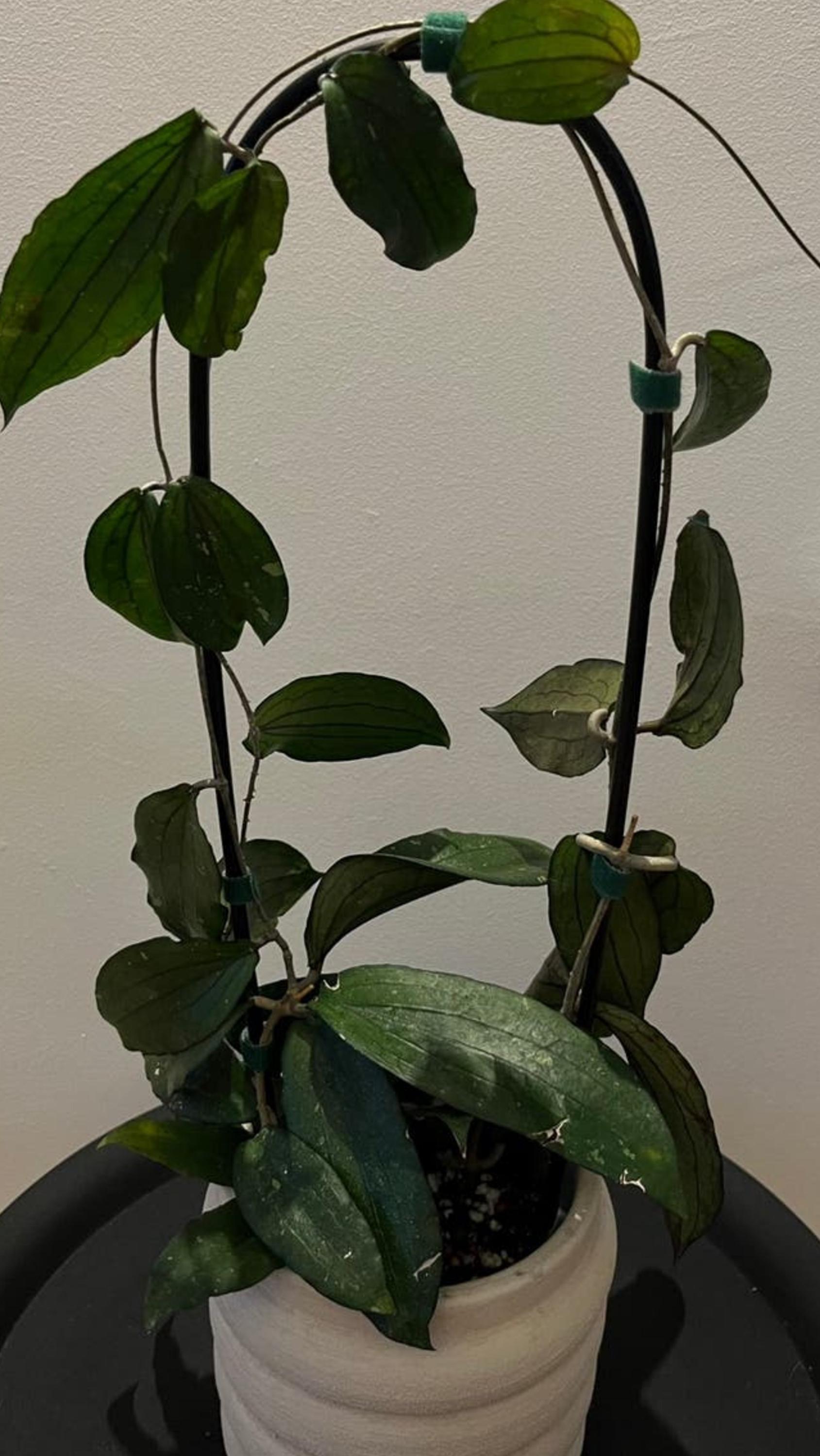 Hoya Erythrina cutting