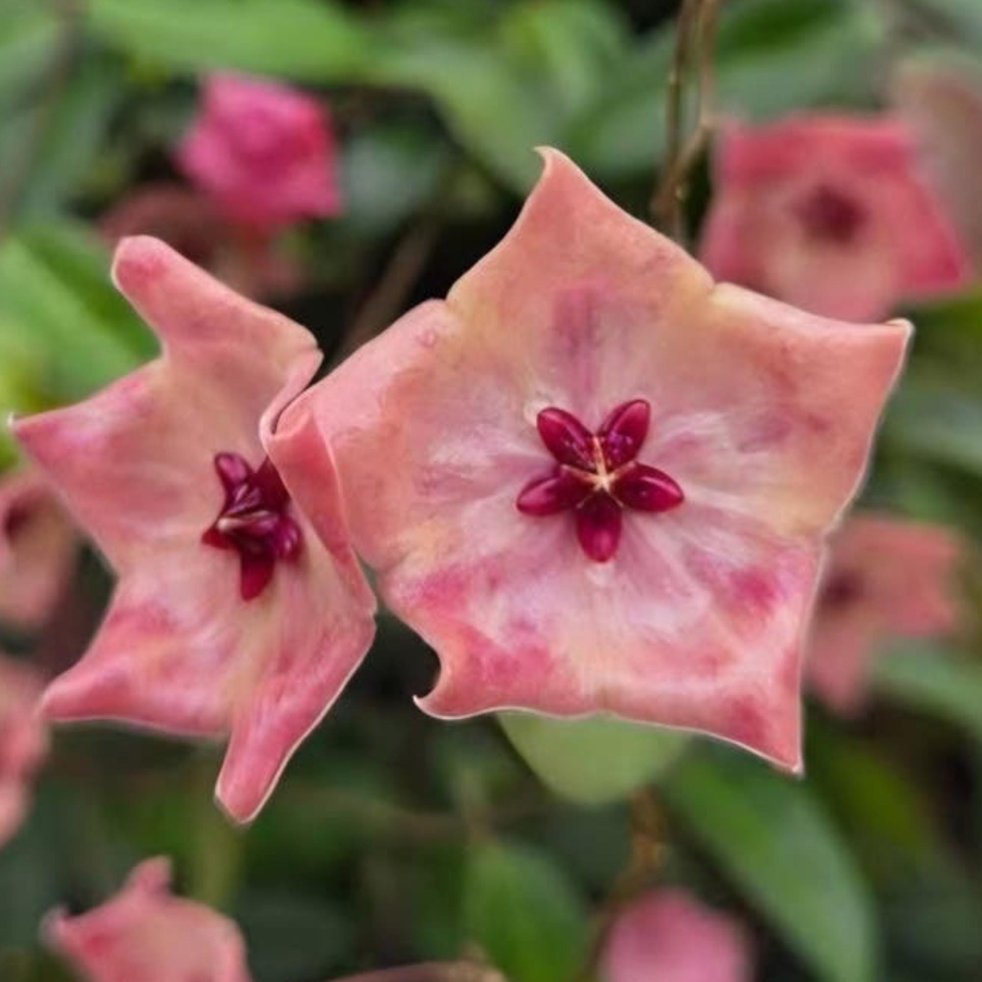 Hoya Patella cutting