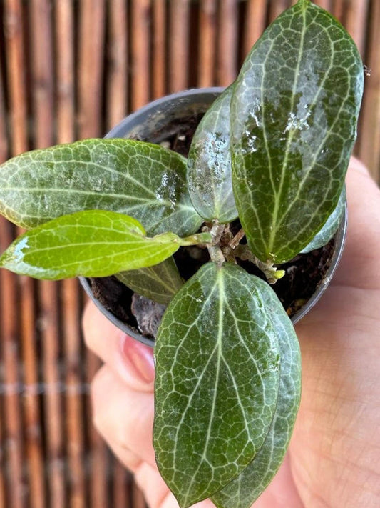 Hoya Fitchii cutting