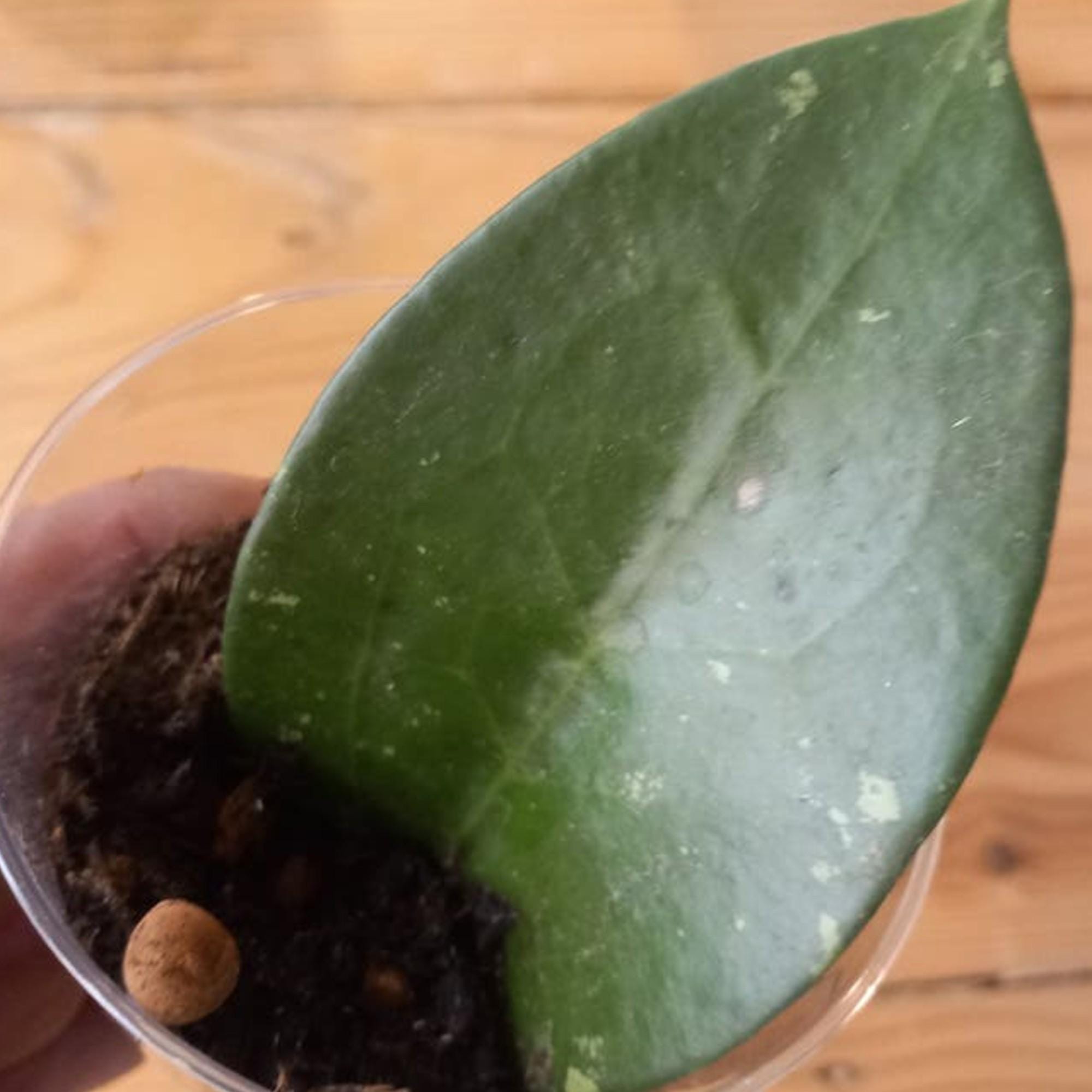 Hoya Pottsii cutting