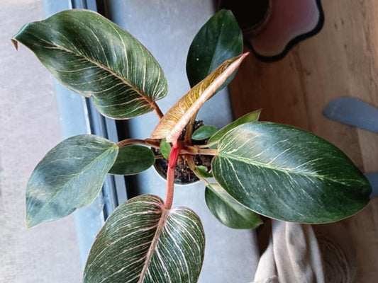 Philodendron Pink Birkin cutting