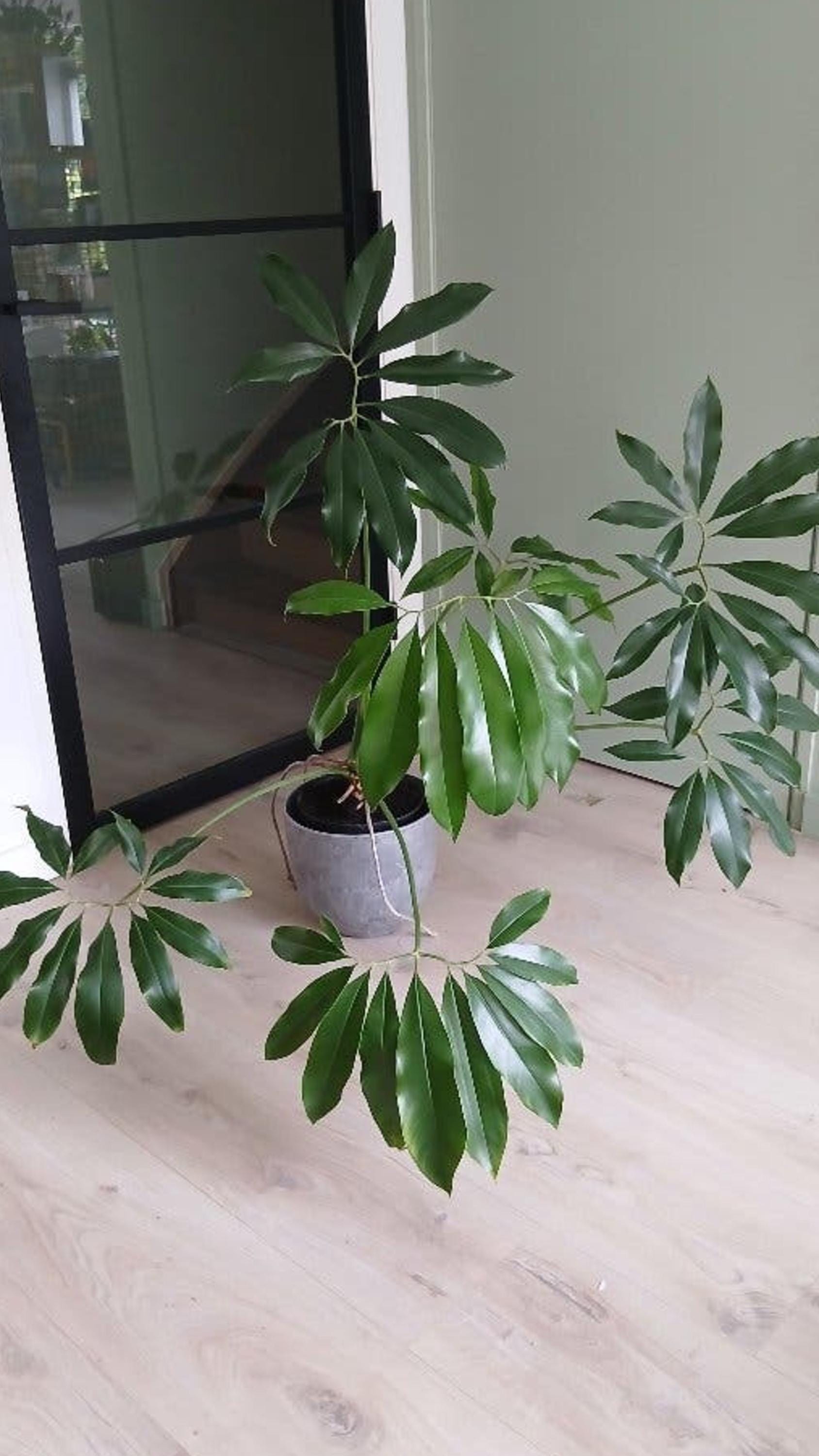 Philodendron Goeldii cutting