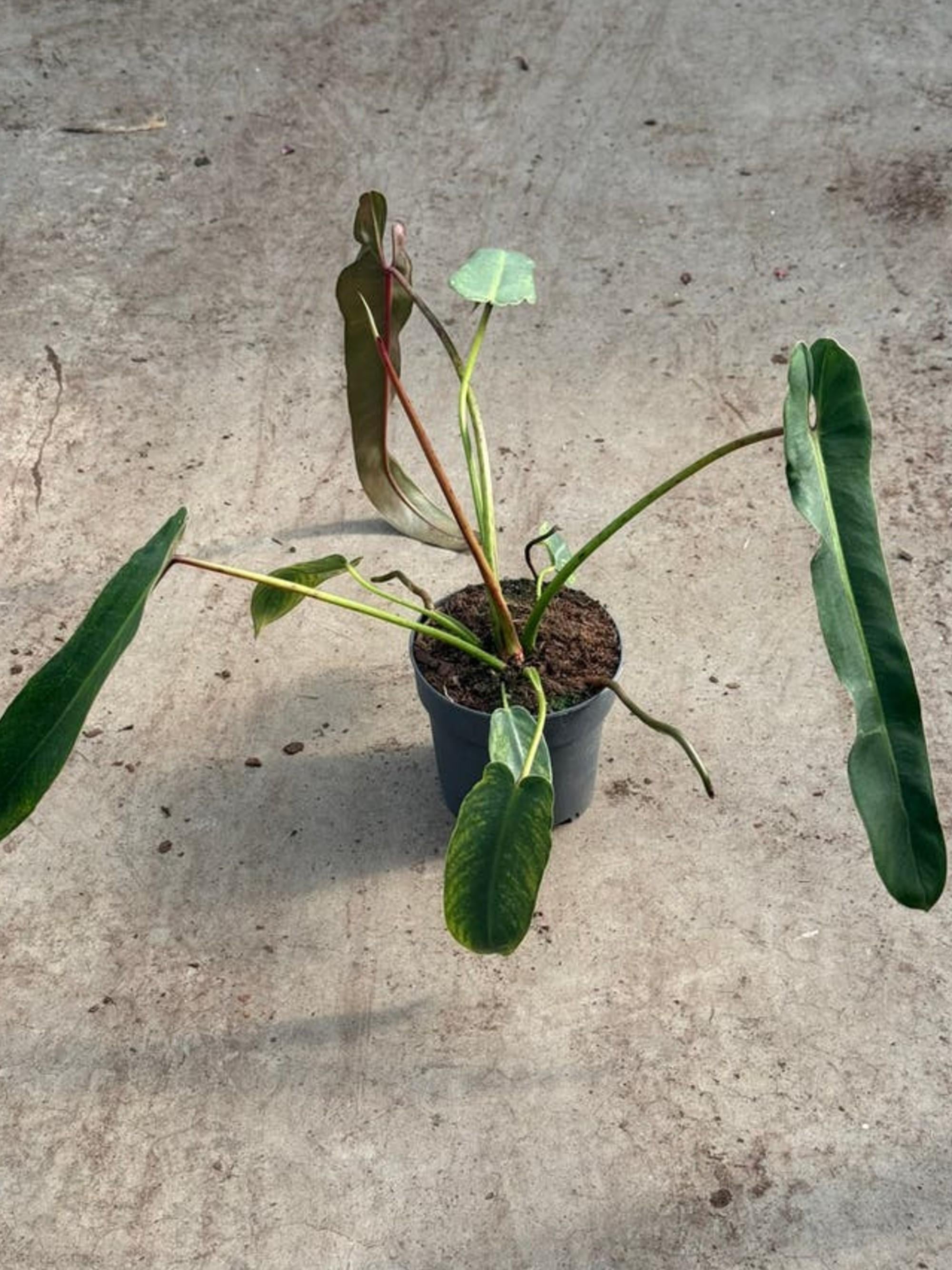 Philodendron Spiritus Sancti cutting