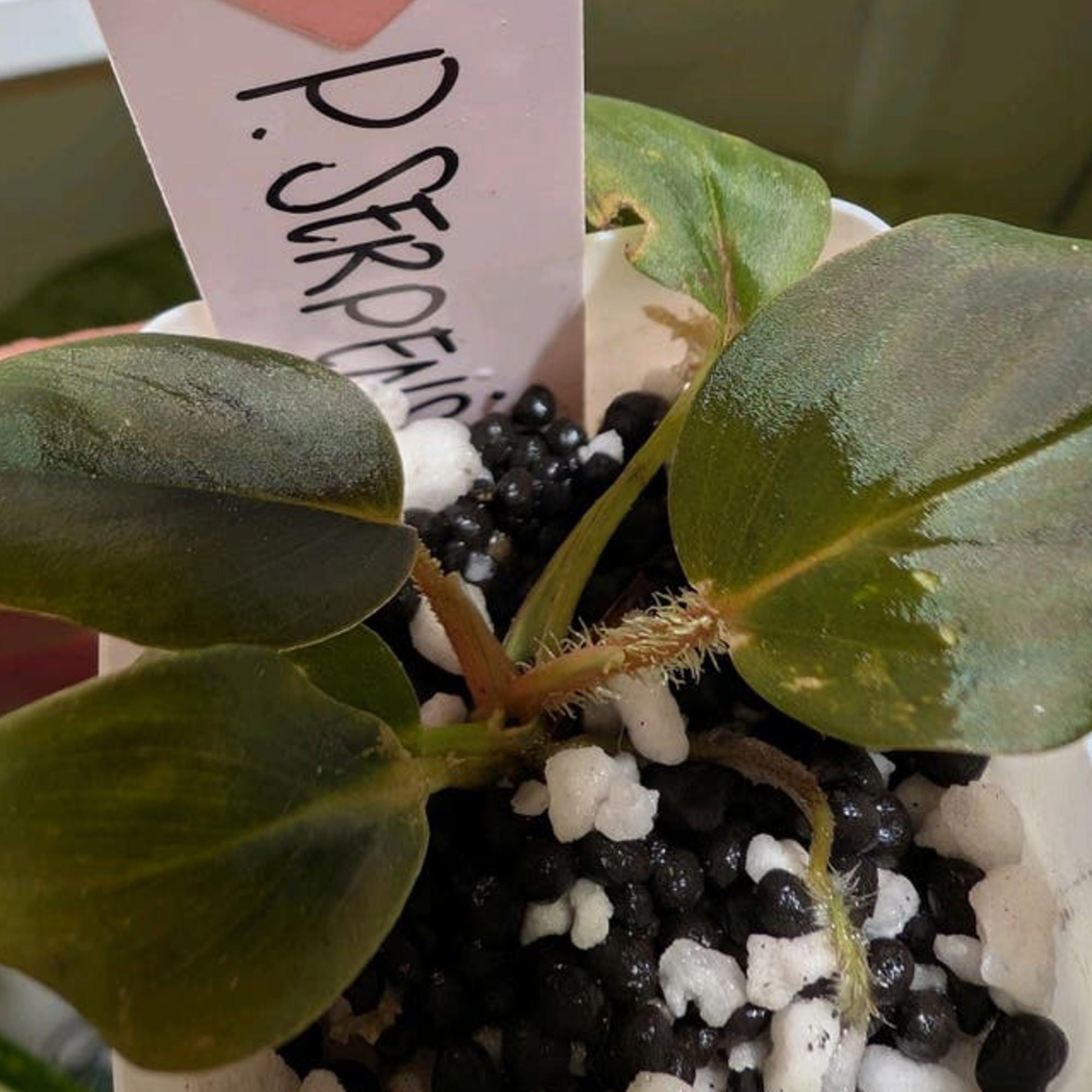 Philodendron Serpens cutting