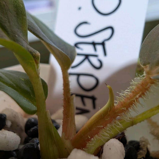 Philodendron Serpens cutting