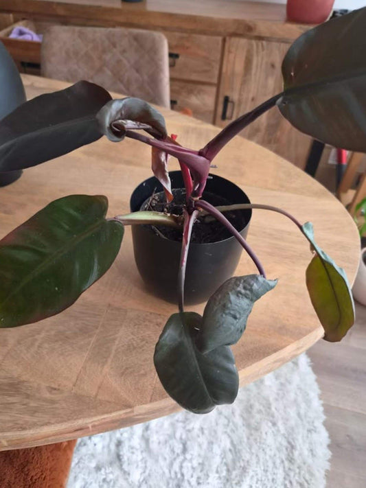 Philodendron Red Emerald cutting