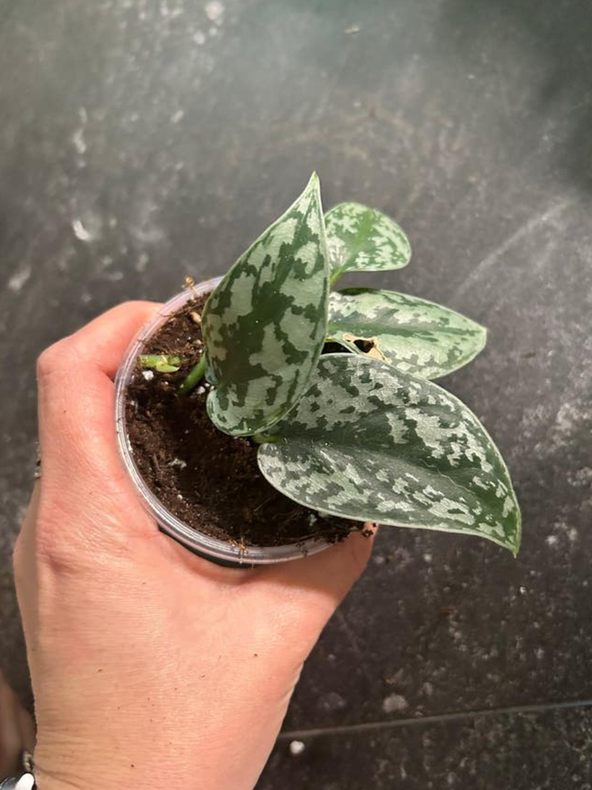 Scindapsus Silver Lady cutting