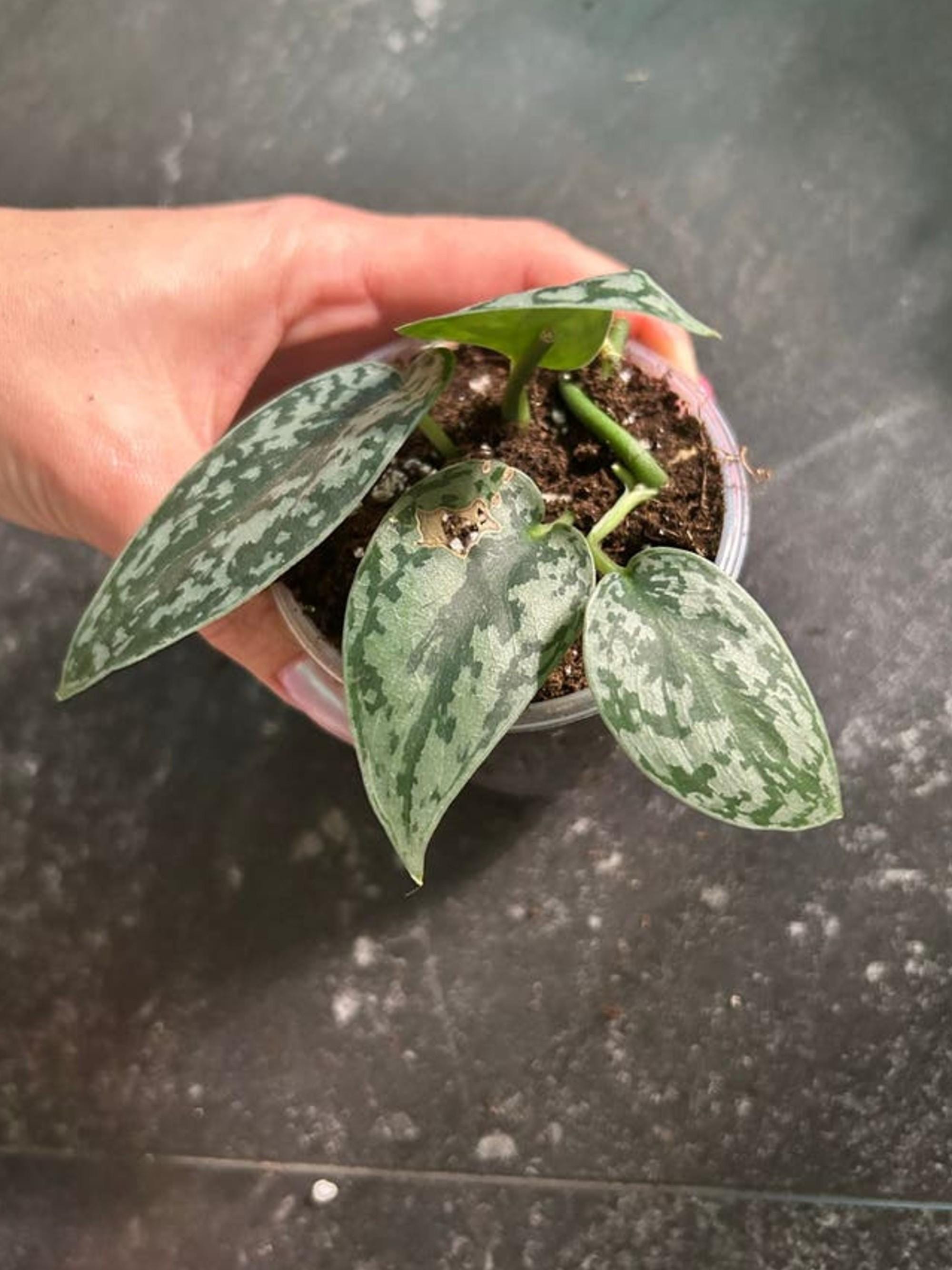 Scindapsus Silver Lady cutting