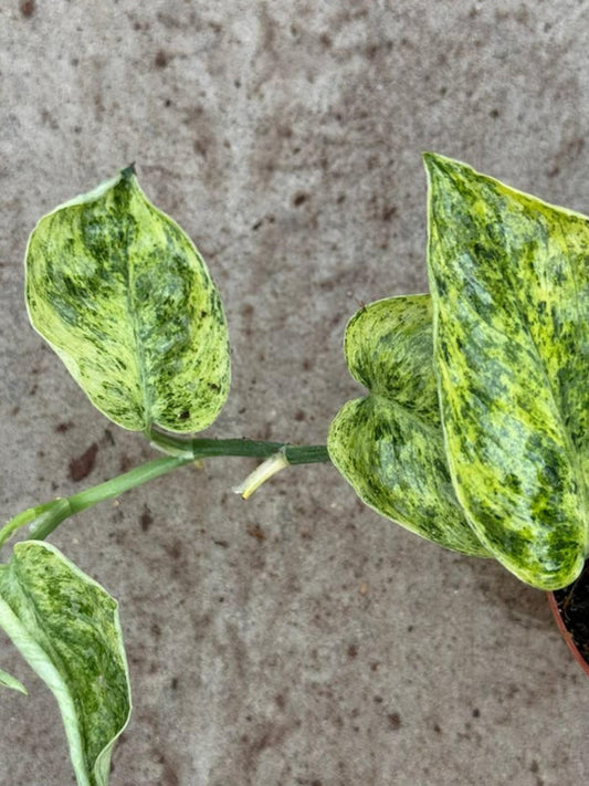 Scindapsus Tembega Variegated cutting