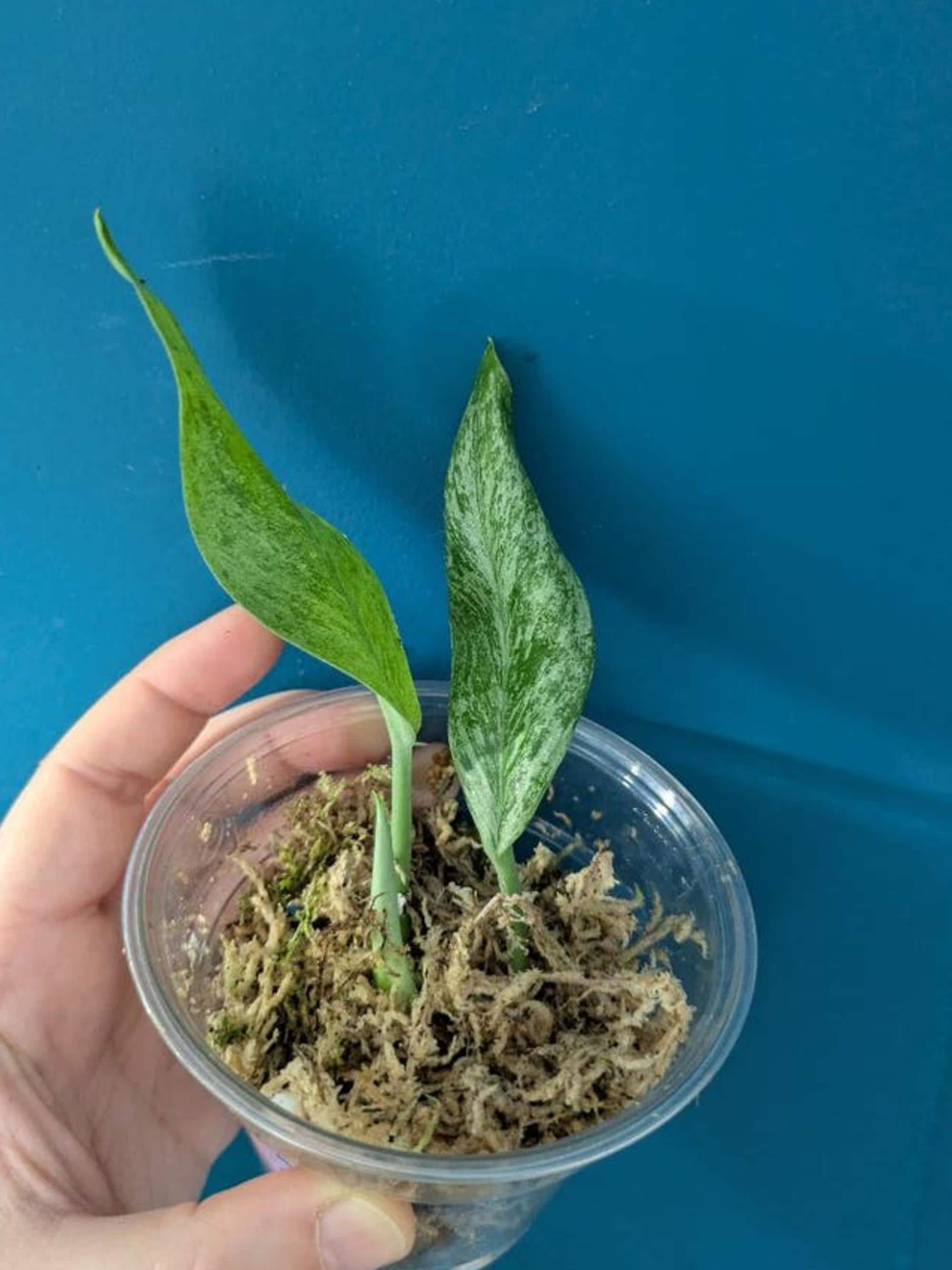 Scindapsus Treubii Mint Cutting – photo 2