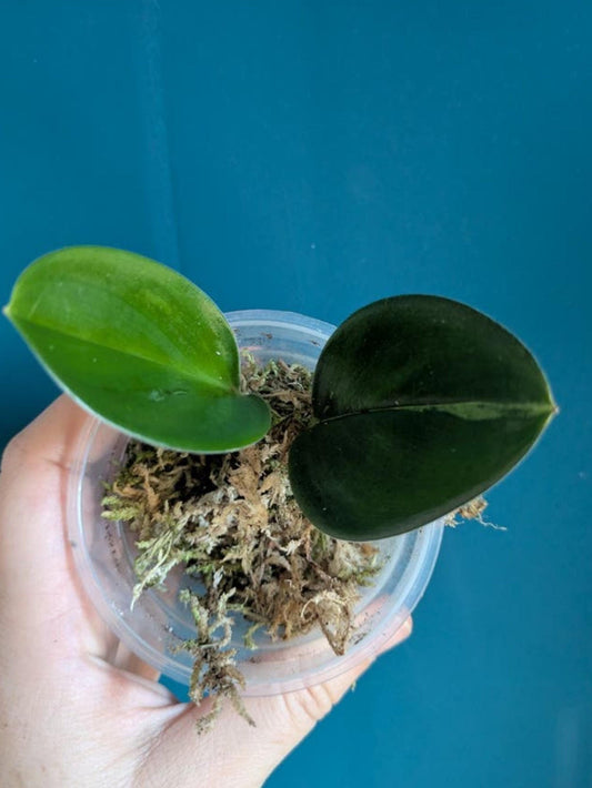 Scindapsus Treubii Black Aurea Variegata cutting