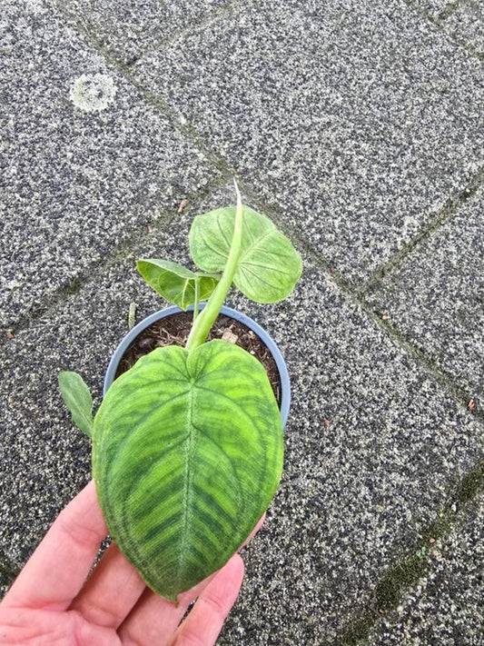 Syngonium Frosted Heart cutting