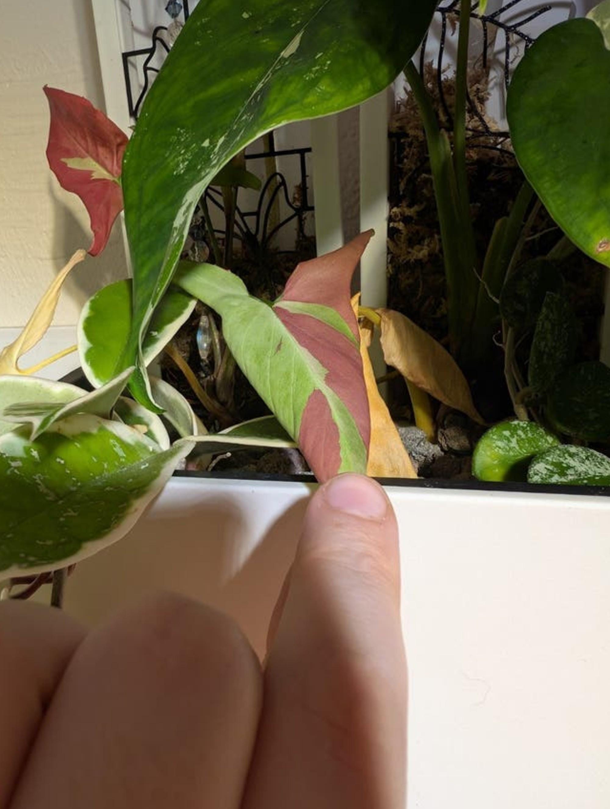 Syngonium Pink Salmon cutting