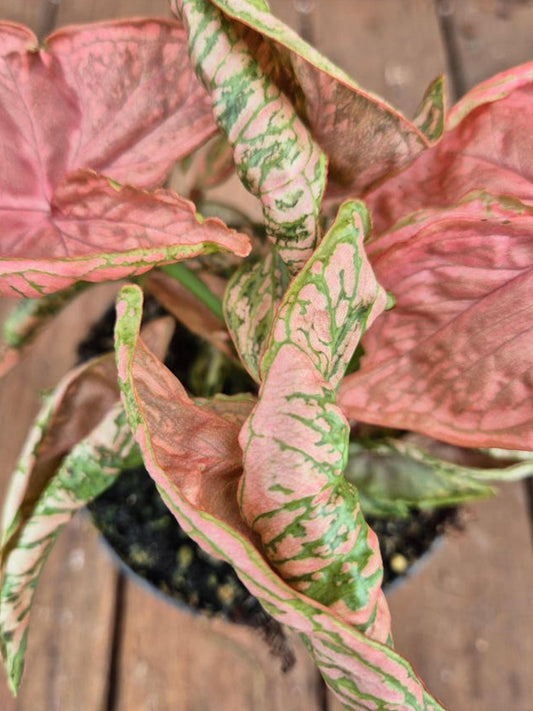 Syngonium Pink Chameleon cutting
