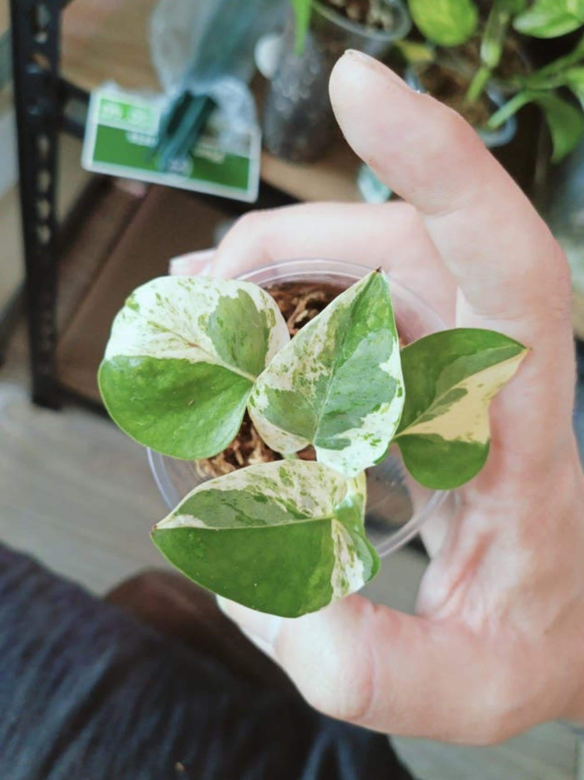 Epipremnum Pearls and Jade cutting
