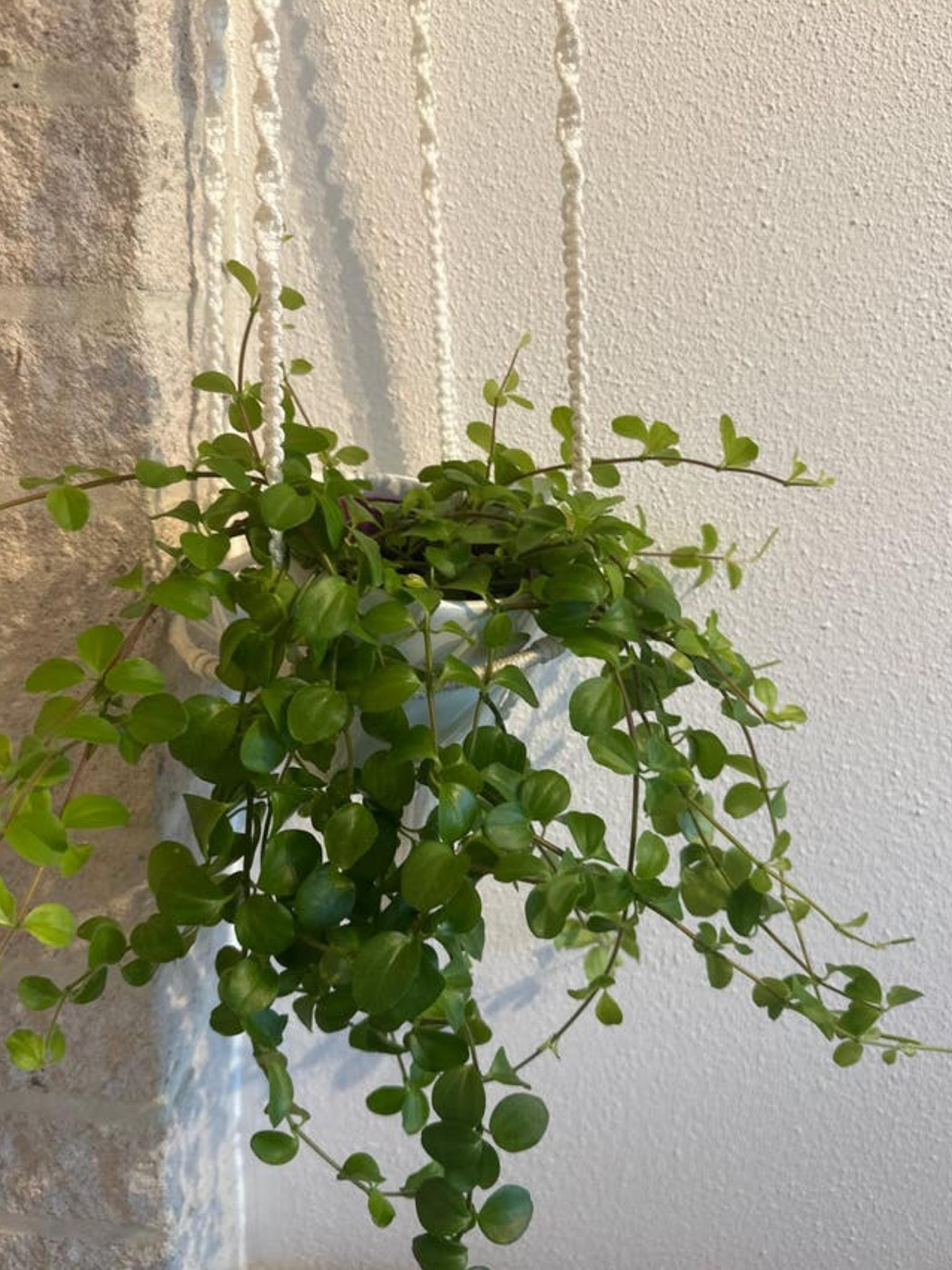 Peperomia Rotundifolia cutting