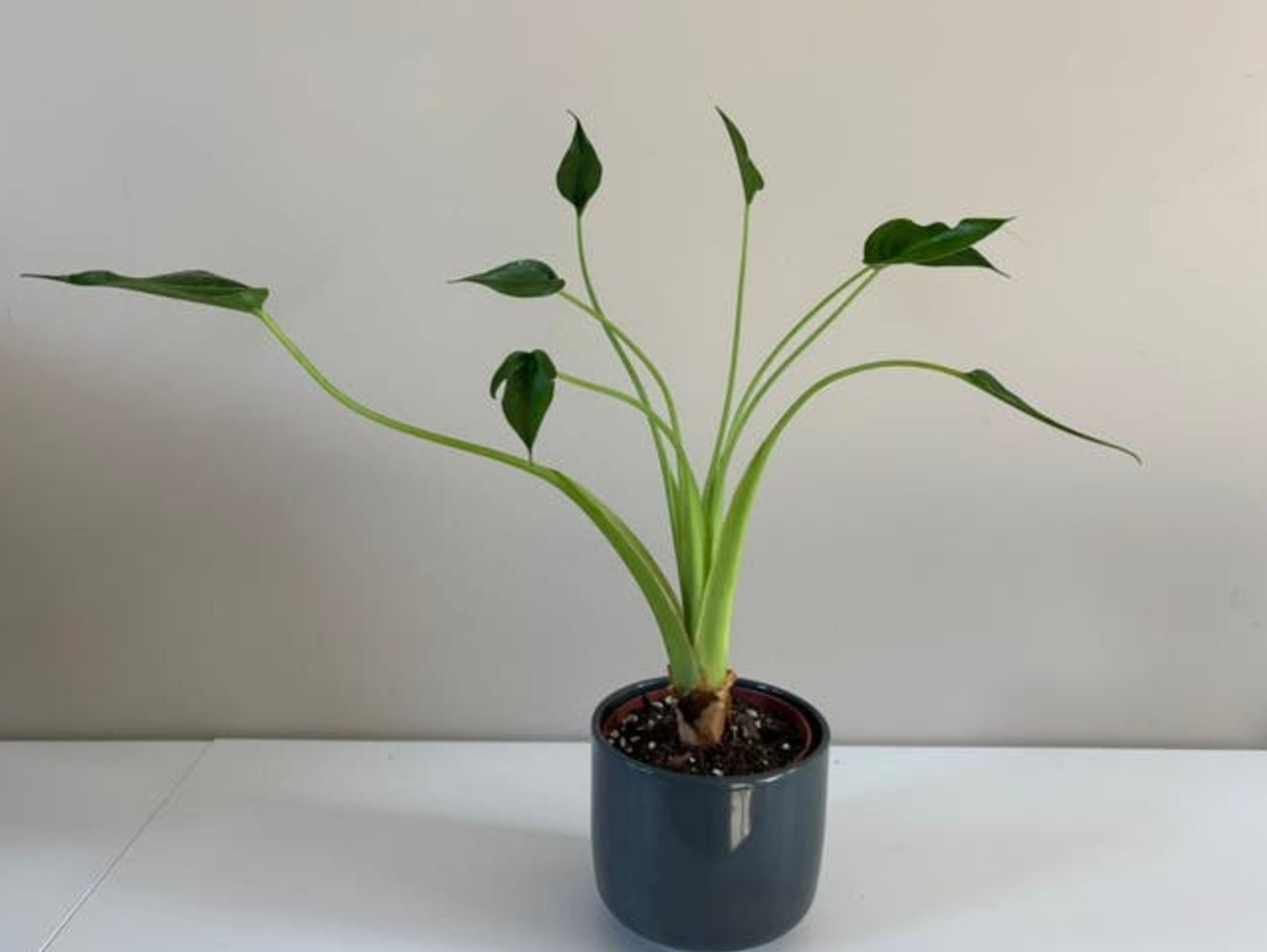 Alocasia Tiny Dancer bulb