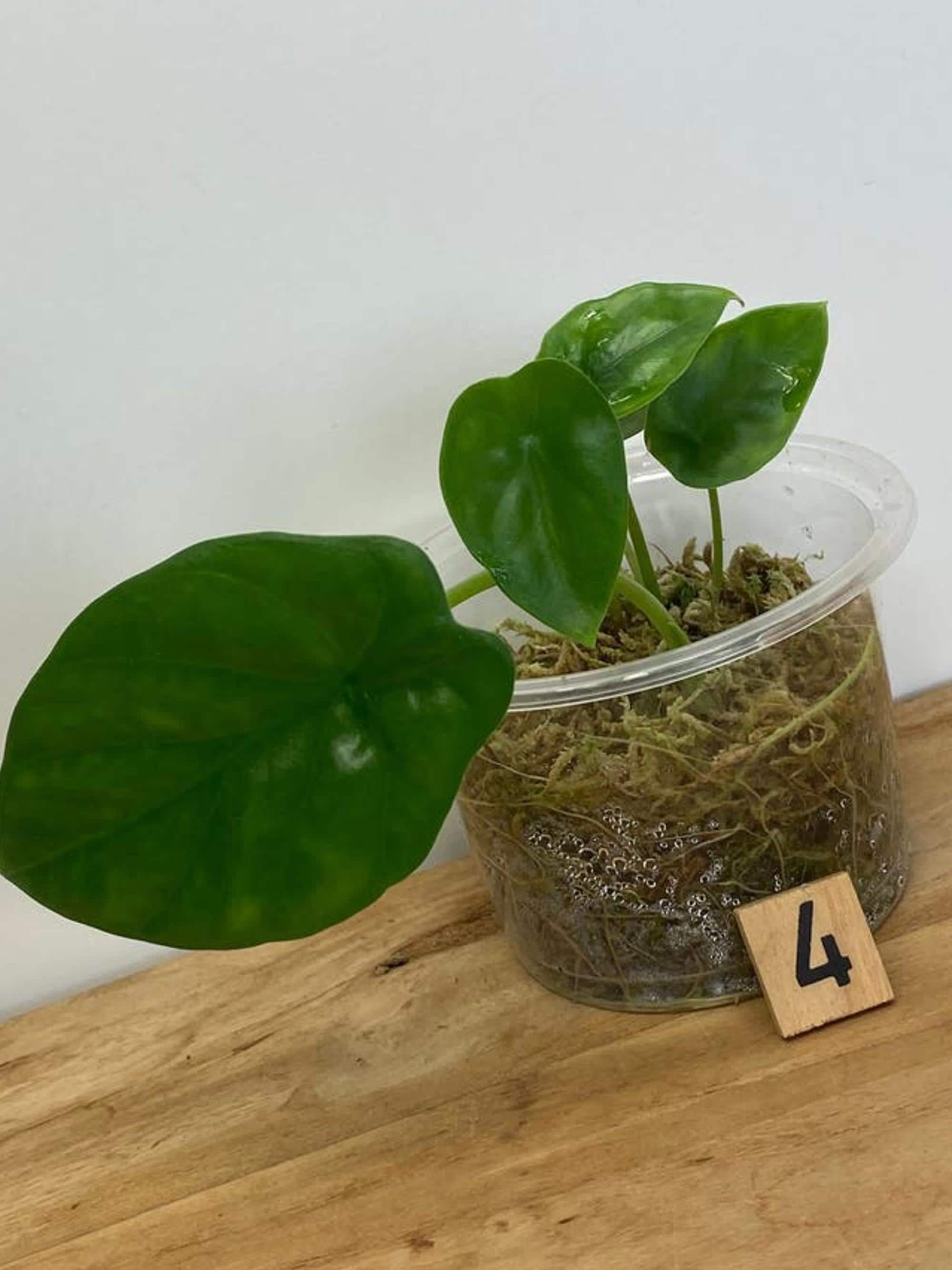 Alocasia Lukiwan bulb