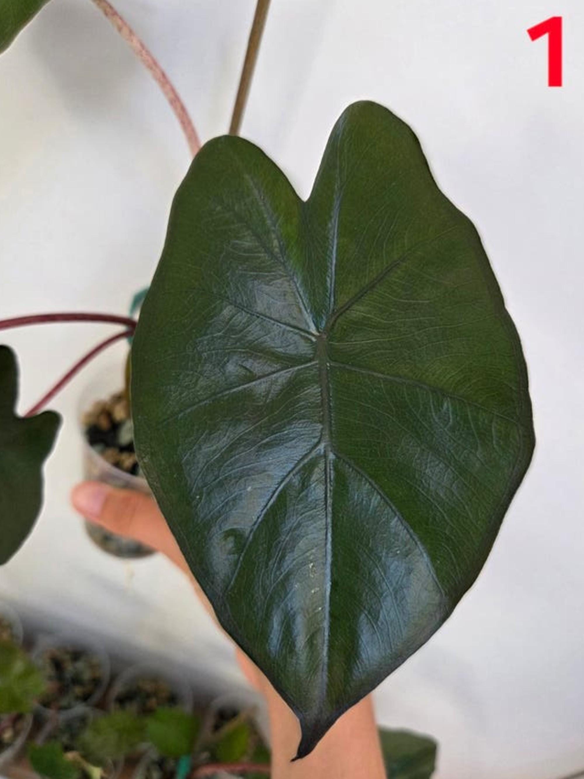 Alocasia Yucatan Princess Corm – photo 2