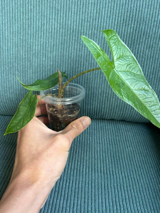Alocasia Sulawesi Green Carpet bulb