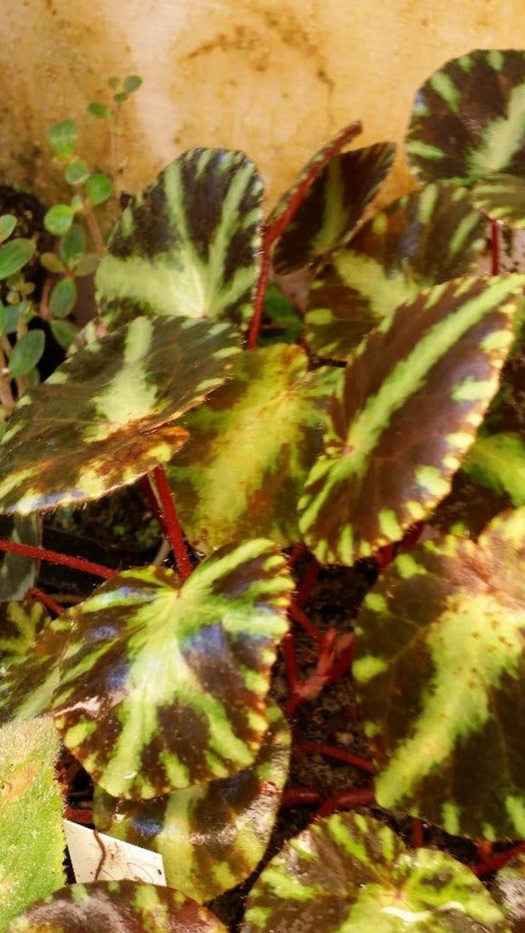Begonia Cleopatrae cutting