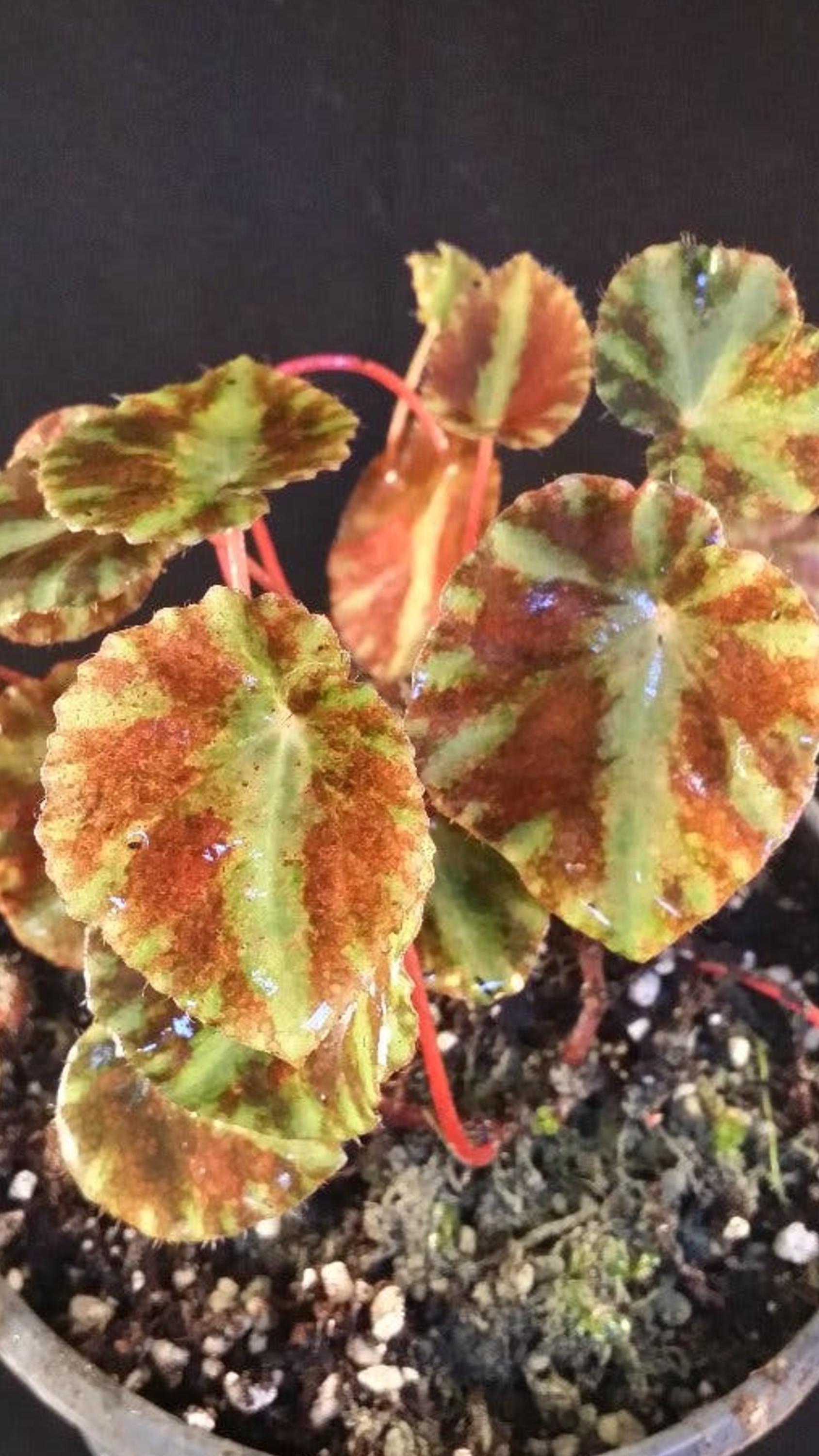 Begonia Cleopatrae cutting