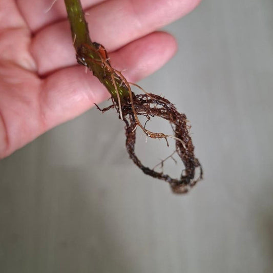 Begonia Don Miller cutting