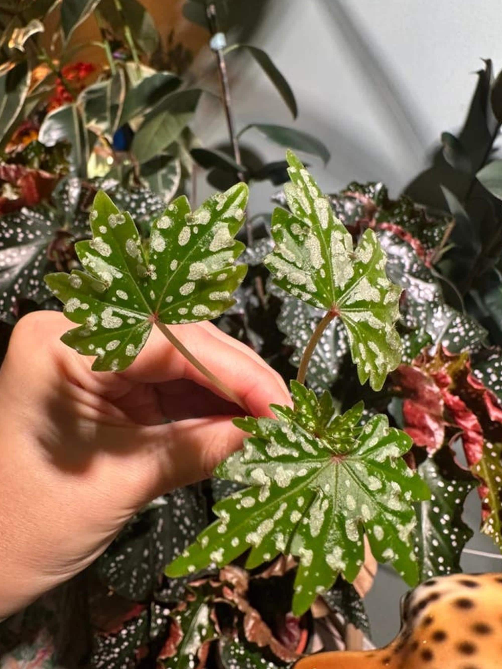 Begonia Dregei cutting