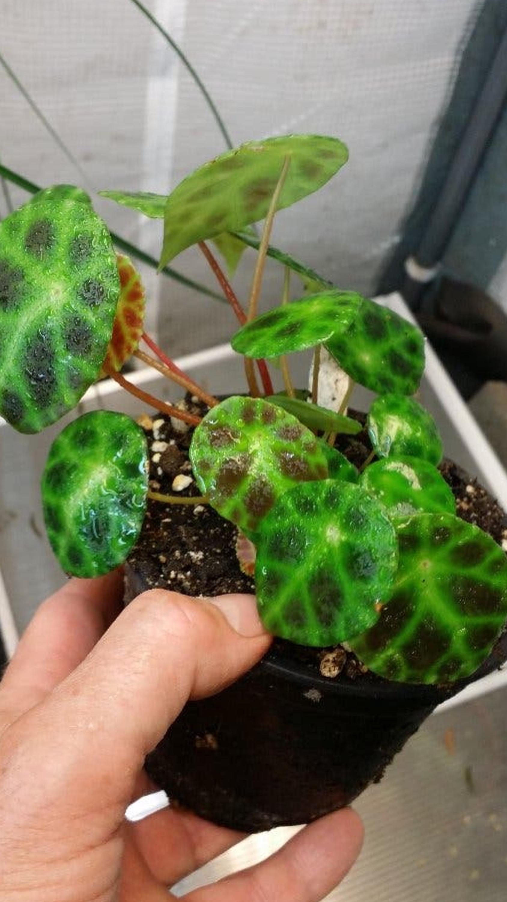 Begonia Kingiana cutting