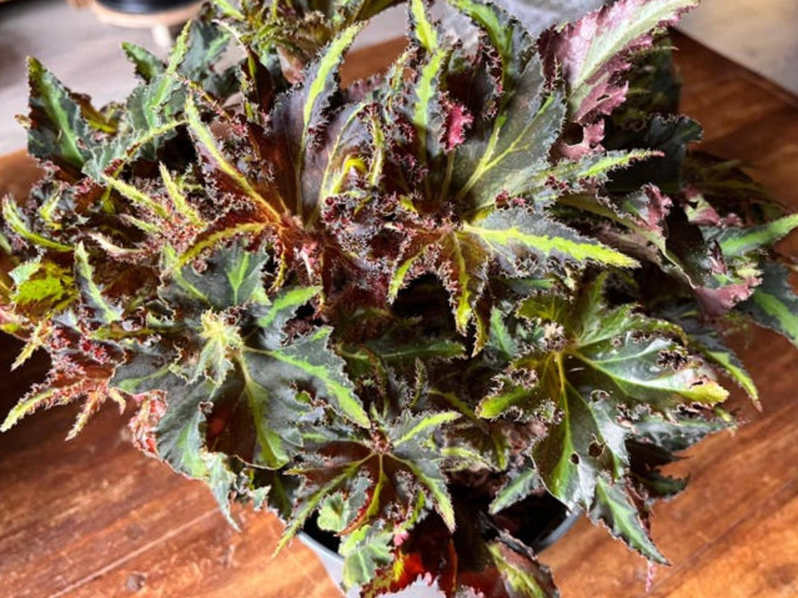 Begonia Lions Dance cutting