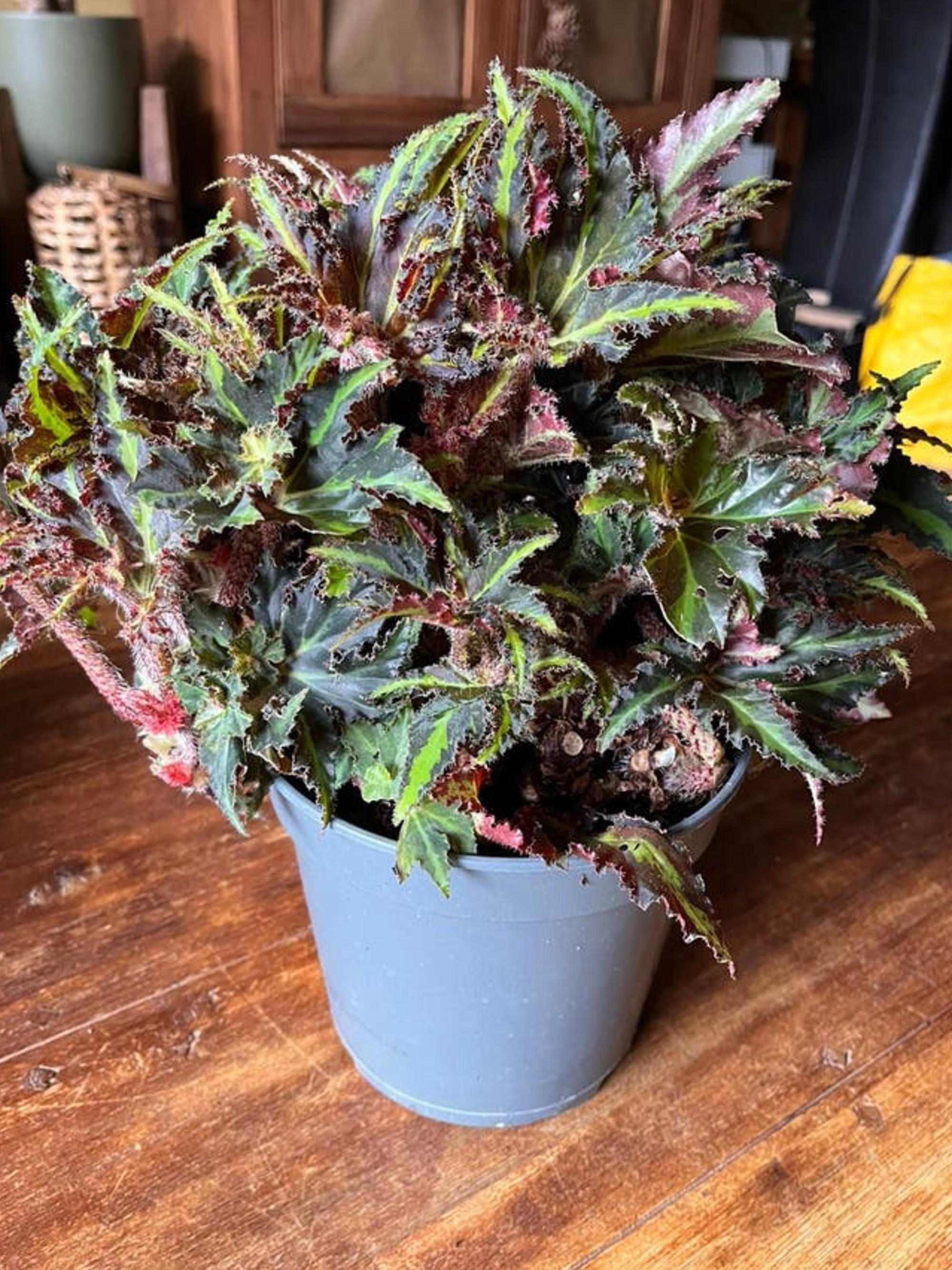 Begonia Lions Dance cutting