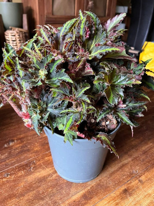 Begonia Lions Dance cutting
