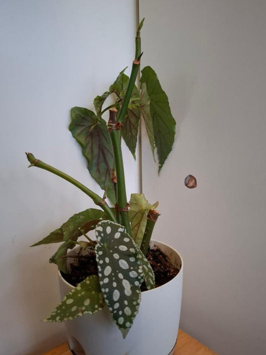 Begonia Megadot cutting