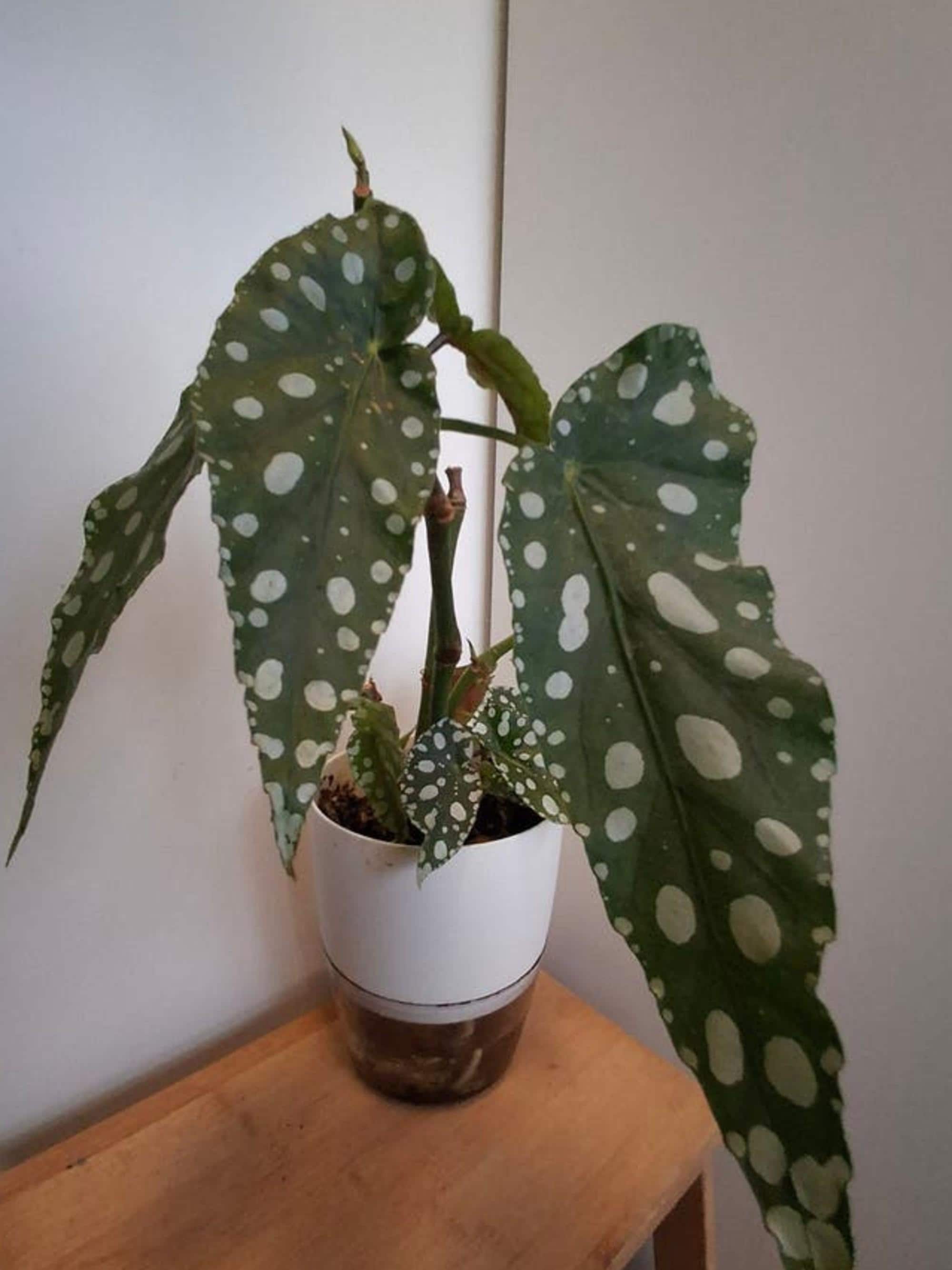 Begonia Megadot cutting