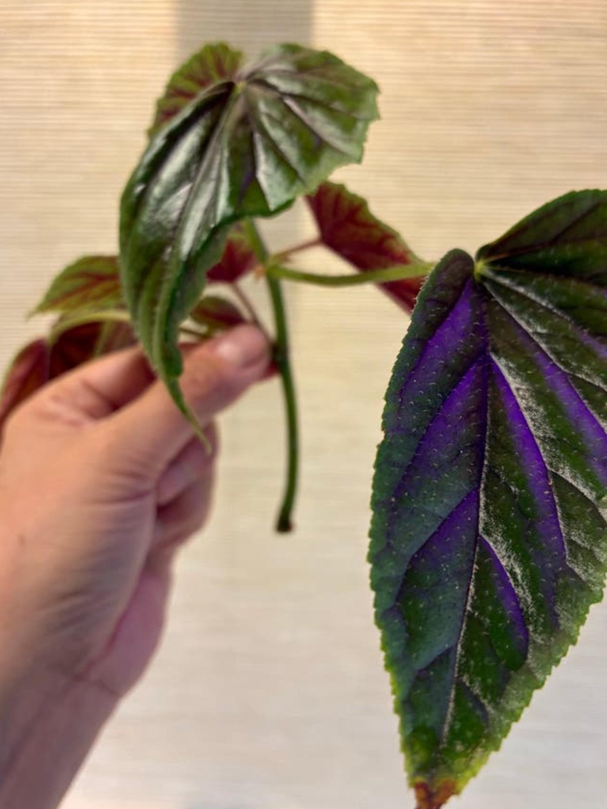 Begonia Metallica cutting